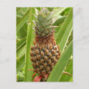 Search for wild fruit postcards Nature