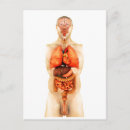 Search for human body organs Respiratory system