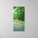 Search for buck canvas prints Deer