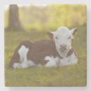 Search for rural scene coasters Cow