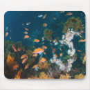 Search for prefectures mouse mats Nature