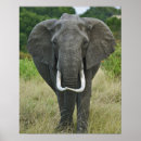 Search for game park art Adam jones