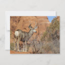 Search for mule deer postcards Nature