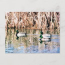 Search for wild duck postcards Ducks