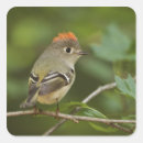 Search for backyard bird stickers Songbird