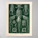 Search for vintage jellyfish posters Marine