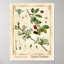 Search for cherry fruit posters Berry