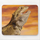 Search for rock mouse mats Animals