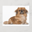 Search for pekingese dog cards Puppy