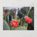 Search for bloomed postcards Summer