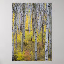 Search for tree trunks posters Nobody