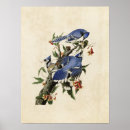 Search for john jay posters John james audubon
