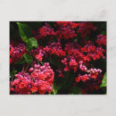 Search for fuschia postcards Magenta