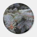 Search for fir magnets Forest