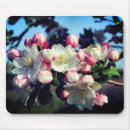 Search for apple computer photography Nature