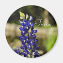 Search for bluebonnet magnets Field