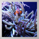 Search for marinelife posters Animals