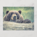 Search for predators postcards Bear