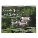Search for gosling Wildlife