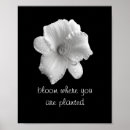 Search for b photography Flowers