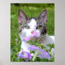 Search for smells posters Pets