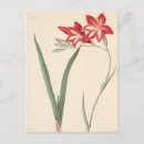 Search for rosco postcards French