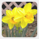 Search for daffodils stickers Happy