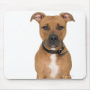 Search for american pit mouse mats Dog