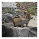 Search for chipmunk posters Nature