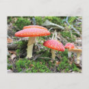 Search for fly agaric postcards Nature
