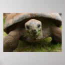 Search for tortoise posters Turtles