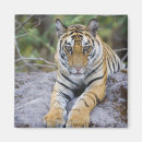 Search for wild one magnets Tiger