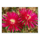 Search for ice plants Botanical