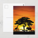Search for african tree postcards Sunset