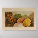 Search for scallop posters Sea
