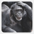 Search for chimpanzee stickers Primates