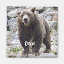 Search for kodiak magnets Grizzly