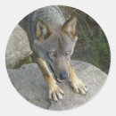 Search for gray wolf stickers Canis lupus