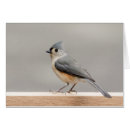 Search for titmouse Snow