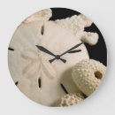 Search for sand dollar clocks Coral