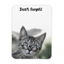 Search for surprised magnets Cat