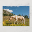 Search for hart postcards Ranch