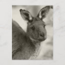 Search for adelaide vertical postcards South