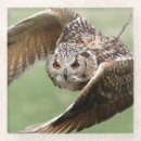 Search for beak barware Avian