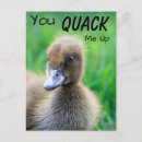 Search for quack postcards Duckling
