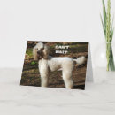 Search for poodle photography Funny