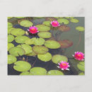 Search for lilypad postcards Pads