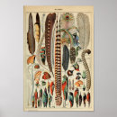 Search for peacock feather posters Exotic