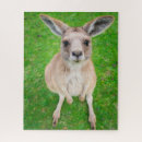 Search for kangaroo puzzles Cute