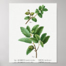 Search for oak posters Botany